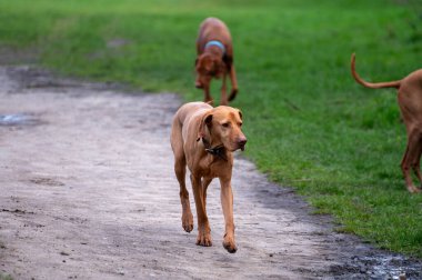 Parlemento tepesinde ve şehir parkında köpeklerle yürüyorum. Hampstead Heath 'de eski özgürlükler, tepeler ve manzaralar, Kuzey Londra, İngiltere, büyük şehirlerdeki hayvanlar.