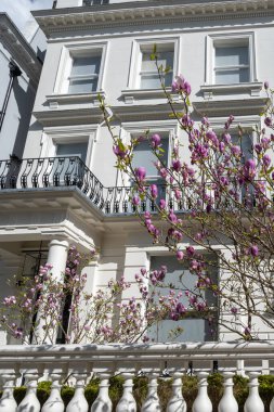 Notting Hill, baharda beyaz evler ve çiçek açan bahçelerle sokaklarda yürümek, şehir hayatı, ilkbaharda Londra, İngiltere 'de varlıklı mahalleler.