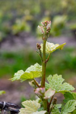 Moulin de Verzenay yakınlarındaki büyük cru Champagne üzüm bağlarına, Montagne de Reims yakınlarındaki Pinot noir üzüm fabrikalarına Verzy ve Verzenay, Champagne, France