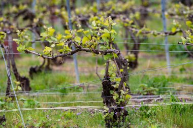 Close up on grand cru Champagne vineyards near Moulin de Verzenay, rows of pinot noir grape plants in Montagne de Reims near Verzy and Verzenay, Champagne, France in spring clipart