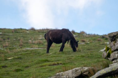 Basque mountains horse pottok grazing on green pasture, Larrun or La Rhune mountain in Basque country, on border of France and Spain countries clipart