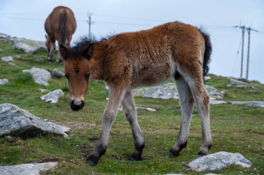 Basque mountains horse pottok grazing on green pasture, Larrun or La Rhune mountain in Basque country, on border of France and Spain countries clipart