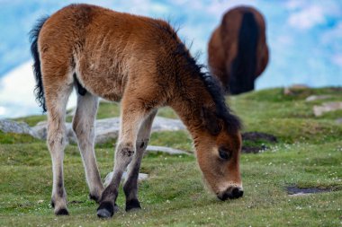 Basque mountains horse pottok grazing on green pasture, Larrun or La Rhune mountain in Basque country, on border of France and Spain countries clipart