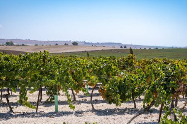 Endülüs, İspanya 'daki ünlü şarap üzüm bağları, tatlı pedro ximenez ya da muscat, ya da palomino üzümleri, Jeremy, Sherry Sweet, brendi ve kuru şarap yapımında kullanılır.