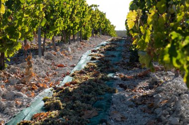 Sun drying of sweet white pedro ximenez or muscat grapes after harvesting on famous sherry wines vineyards in Andalusia, Spain, production sherry sweet wines in Montilla-Moriles clipart