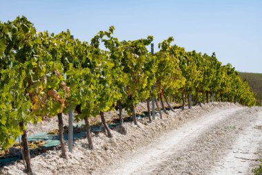 Endülüs, İspanya 'da ünlü şarap bağlarında hasat edildikten sonra tatlı beyaz pedro ximenez veya muscat üzümlerinin kurutulması, Montilla-Moriles' de üretilen tatlı şaraplar.