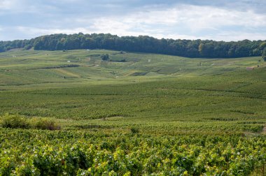 Cramant ve Avize yakınlarındaki Grand Cru üzüm bağları ile manzara, bölge Champagne, Fransa. Beyaz Chardonnay şarabının yetiştirilmesi ve hasat edilmesi Cote des Blancs 'ın kireçli topraklarında üzümdür.