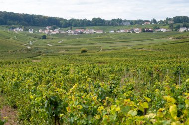 Cramant ve Avize yakınlarındaki Grand Cru üzüm bağları ile manzara, bölge Champagne, Fransa. Beyaz Chardonnay şarabının yetiştirilmesi ve hasat edilmesi Cote des Blancs 'ın kireçli topraklarında üzümdür.
