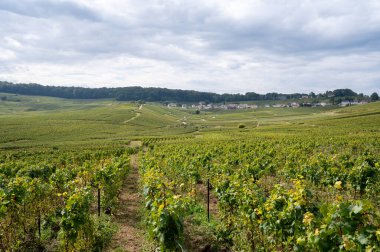 Cramant ve Avize yakınlarındaki Grand Cru üzüm bağları ile manzara, bölge Champagne, Fransa. Beyaz Chardonnay şarabının yetiştirilmesi ve hasat edilmesi Cote des Blancs 'ın kireçli topraklarında üzümdür.