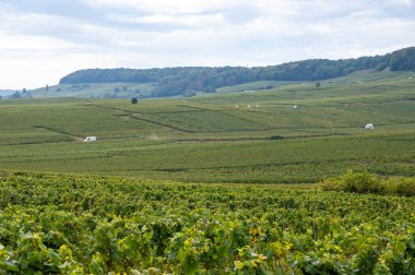 Cramant ve Avize yakınlarındaki Grand Cru üzüm bağları ile manzara, bölge Champagne, Fransa. Beyaz Chardonnay şarabının yetiştirilmesi ve hasat edilmesi Cote des Blancs 'ın kireçli topraklarında üzümdür.