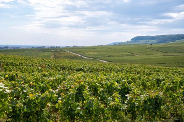Cramant ve Avize yakınlarındaki Grand Cru üzüm bağları ile manzara, bölge Champagne, Fransa. Beyaz Chardonnay şarabının yetiştirilmesi ve hasat edilmesi Cote des Blancs 'ın kireçli topraklarında üzümdür.