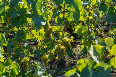 Olgun beyaz Chardonnay şarap üzümleri hasat için hazır. Ludes, Val de Livre, Champagne, France çevresindeki yeşil ve Grand Cru üzüm bağlarının manzarası.