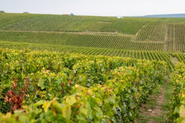 Cramant ve Avize yakınlarındaki Grand Cru üzüm bağları ile manzara, bölge Champagne, Fransa. Beyaz Chardonnay şarabının yetiştirilmesi ve hasat edilmesi Cote des Blancs 'ın kireçli topraklarında üzümdür.