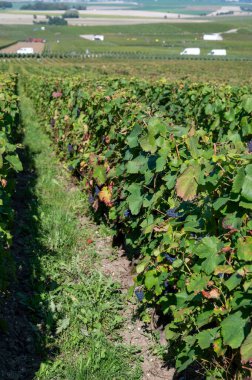 Harvesting works on premier cru champagne vineyards in September near villages Ludes in Val de Livre, Champange, France, buses and workers clipart