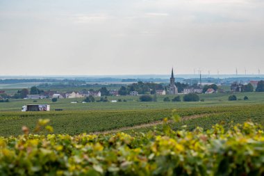 Cramant ve Avize yakınlarındaki Grand Cru üzüm bağları ile manzara, bölge Champagne, Fransa. Beyaz Chardonnay şarabının yetiştirilmesi ve hasat edilmesi Cote des Blancs 'ın kireçli topraklarında üzümdür.