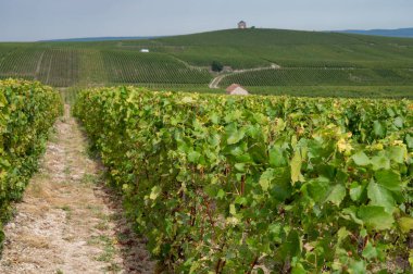 Cramant ve Avize yakınlarındaki Grand Cru üzüm bağları ile manzara, bölge Champagne, Fransa. Beyaz Chardonnay şarabının yetiştirilmesi ve hasat edilmesi Cote des Blancs 'ın kireçli topraklarında üzümdür.