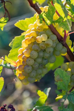 Olgun beyaz Chardonnay şarap üzümleri hasat için hazır. Ludes, Val de Livre, Champagne, France çevresindeki yeşil ve Grand Cru üzüm bağlarının manzarası.