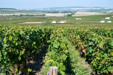 Harvesting works on premier cru champagne vineyards in September near villages Ludes in Val de Livre, Champange, France, buses and workers clipart