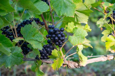 Eylül ayında, Fransa 'nın başkenti Champange' da Ludes yakınlarında toplanan şampanyalı üzüm bağlarında toplanan olgun pinot menüleri veya mor pinot üzümleri.