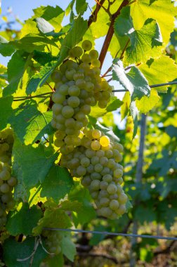 Olgun beyaz Chardonnay şarap üzümleri hasat için hazır. Ludes, Val de Livre, Champagne, France çevresindeki yeşil ve Grand Cru üzüm bağlarının manzarası.