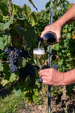 Tasting of premier cru sparkling brut white wine champagne on sunny piot noir vineyards near Ludes during harvest time, Champagne, France, pouring of french wine in glass clipart