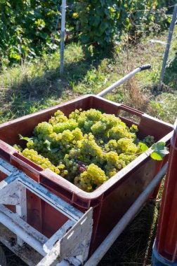 Plastik kutularda olgun beyaz şarap üzümleri. Yeşil başbakanın hasat zamanı, Ludes, Val de Livre, Champagne bölgesi, Fransa civarındaki Grand Cru üzüm bağları.