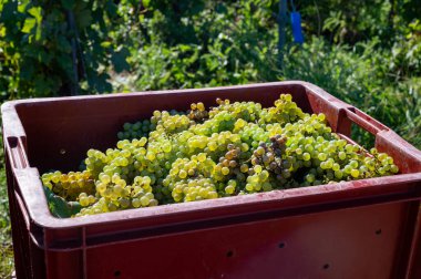 Plastik kutularda olgun beyaz şarap üzümleri. Yeşil başbakanın hasat zamanı, Ludes, Val de Livre, Champagne bölgesi, Fransa civarındaki Grand Cru üzüm bağları.