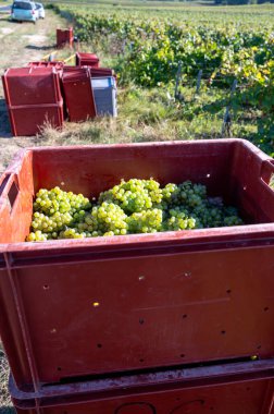 Plastik kutularda olgun beyaz şarap üzümleri. Yeşil başbakanın hasat zamanı, Ludes, Val de Livre, Champagne bölgesi, Fransa civarındaki Grand Cru üzüm bağları.