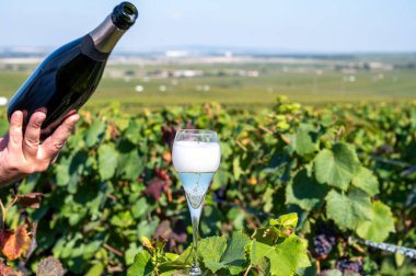 Tasting of premier cru sparkling brut white wine champagne on sunny piot noir vineyards near Ludes during harvest time, Champagne, France, pouring of french wine in glass clipart