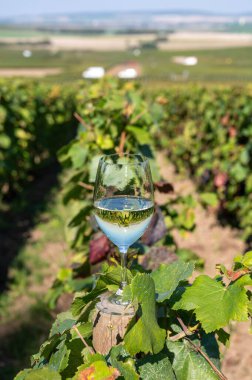 Tasting of premier cru sparkling brut white wine champagne on sunny piot noir vineyards near Ludes during harvest time, Champagne, France, french wine in glass clipart