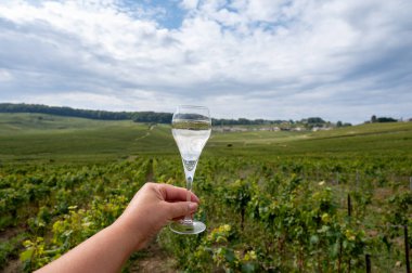 Cote des Blancs, Cramant and Avize, Champagne, France, Hand ve bir bardak şampanya eşliğinde güneşli üzüm bağlarında büyük cru köpüklü beyaz şarap tatmak.