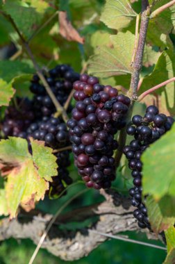 Ripe clusters of black pinot meunier or purple pinot noir grapes at autuimn on champagne vineyards during harvest in September near Ludes in Val de Livre, Champange, France clipart