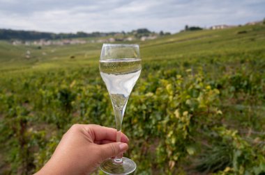 Cote des Blancs, Cramant and Avize, Champagne, France, Hand ve bir bardak şampanya eşliğinde güneşli üzüm bağlarında büyük cru köpüklü beyaz şarap tatmak.