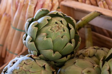 New harvest of fresh ripe green organic artichokes heads on local farmers market in Dordogne, France clipart