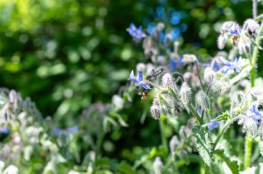 Borago 'nun yabani çiçekleri güneş ışığında çayır üzerinde yenilebilir tıbbi bitkilerdir.