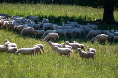 Perigord Limousin Bölgesel Doğal Parkı, Dordogne, Fransa 'da ilkbaharda otlayan koyunlu yeşil çayırlar, doğa manzarası