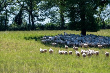 Green pastures with grazing sheeps in Perigord Limousin Regional Natural Park, Dordogne, France in spring, nature landscape clipart