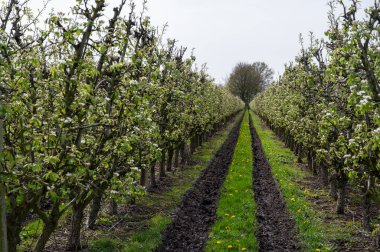 Hollanda 'da organik tarım, Gelderland, Betuwe' deki meyve bahçelerinde beyaz çiçek açan konferans armut ağaçları.