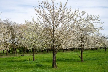 Bahar çiçekleri meyve bahçesinde, meyve bölgesi Betuwe, Hollanda 'da, doğa manzarası