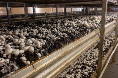 Beyaz şampiyon mantarlarının büyümesi, miselyum gübrelerden Hollanda 'daki organik çiftliklere, Avrupa' daki gıda endüstrisine kadar büyür.