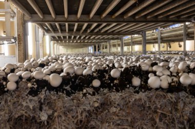 Beyaz şampiyon mantarlarının büyümesi, miselyum gübrelerden Hollanda 'daki organik çiftliklere, Avrupa' daki gıda endüstrisine kadar büyür.