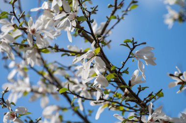 Güneşli bir günde, mavi gökyüzü ve Avrupa 'da mevsimlik çiçeklerle bembeyaz manolya çiçekleri.