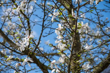 Güneşli bir günde, mavi gökyüzü ve Avrupa 'da mevsimlik çiçeklerle bembeyaz manolya çiçekleri.