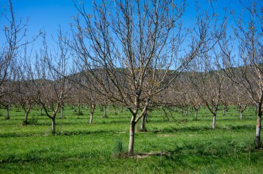 Mayıs ayında Perigord Limousin Bölgesel Doğal Parkı, Dordogne, Fransa 'da yüksek kaliteli PDO sertifikalı ceviz ağaçları yetiştirilmesi