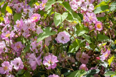 Bordeaux, Fransa 'da güneşli bir günde halk bahçelerinde yetişen pembe gül goncaları..