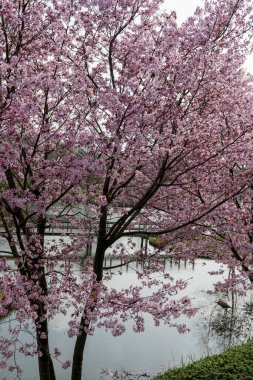 Japonya 'da bahar çiçekleri pembe sakura kiraz ağacı, pembe yapraklar göl suyuna düşer, özgürlüklerin yansıması, arka planda tahta köprü