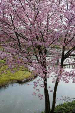 Japonya 'da bahar çiçekleri pembe sakura kiraz ağacı, pembe yapraklar göl suyuna düşer, özgürlüklerin yansıması, arka planda tahta köprü