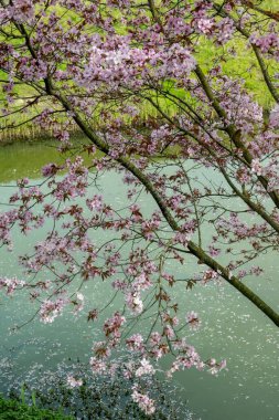 Japonya 'da bahar çiçekleri pembe sakura kiraz ağacı, pembe yapraklar gölet suyuna düşer, özgürlükleri yansıtır.