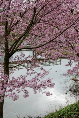 Japonya 'da bahar çiçekleri pembe sakura kiraz ağacı, pembe yapraklar göl suyuna düşer, özgürlüklerin yansıması, arka planda tahta köprü