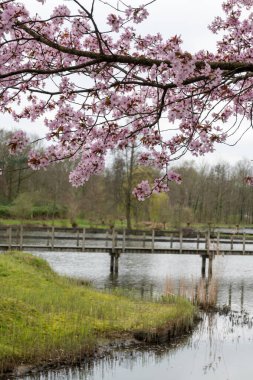 Japonya 'da bahar çiçekleri pembe sakura kiraz ağacı, pembe yapraklar göl suyuna düşer, özgürlüklerin yansıması, arka planda tahta köprü